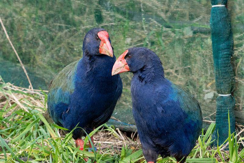 ilustrasi burung takahe (visitzealandia.com)