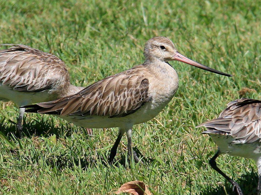 Bar-tailed godwit (inaturalist.org/Graham WInterflood)