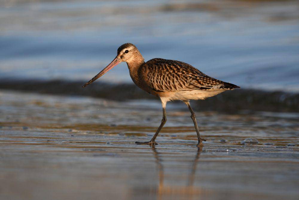 Bar-tailed godwit (inaturalist.org/Paulo Martins)