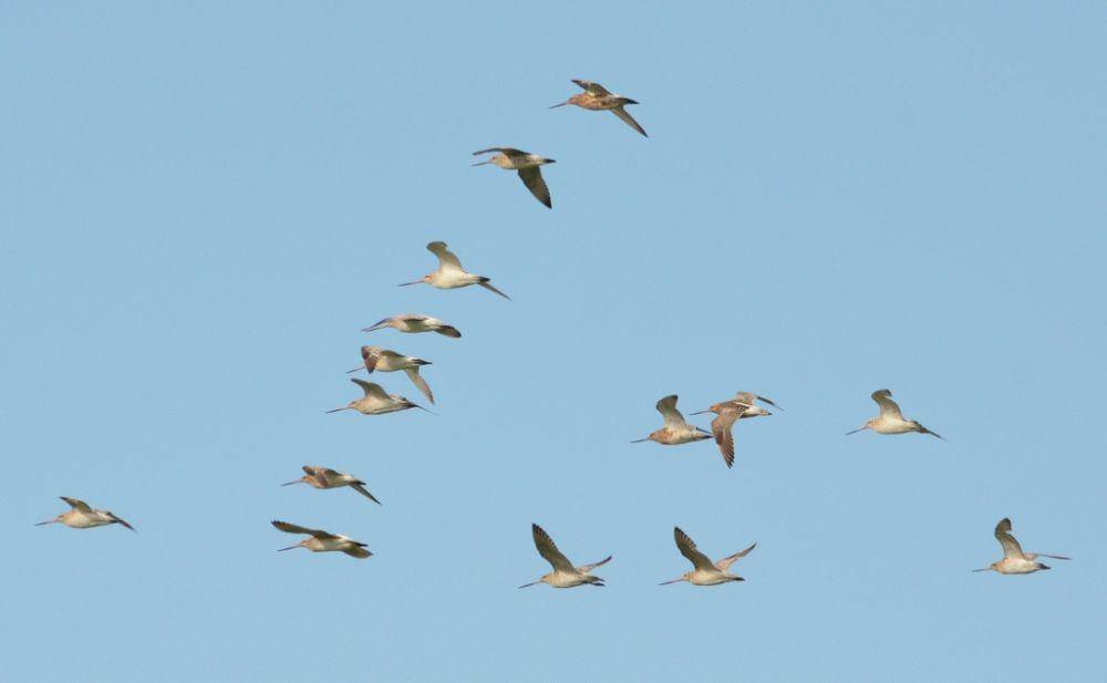 Bar-tailed godwit (inaturalist.org/Micha Baum)