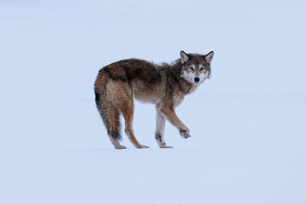 Serigala timur (inaturalist.org/Martin Tremblay)