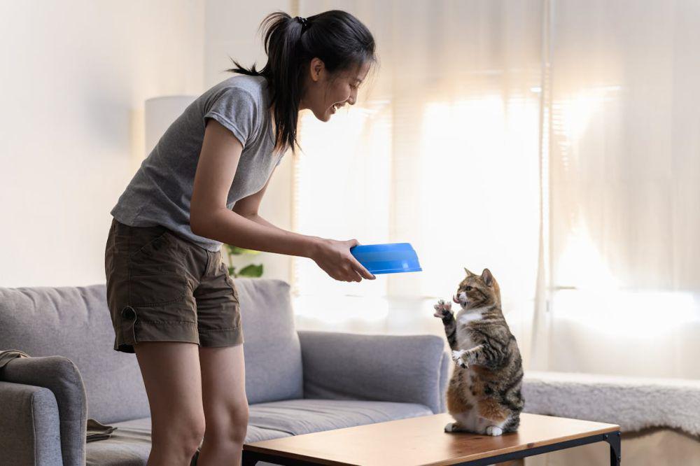 Kenapa Kucing Tidak Boleh Diberi Makanan Anjing?
