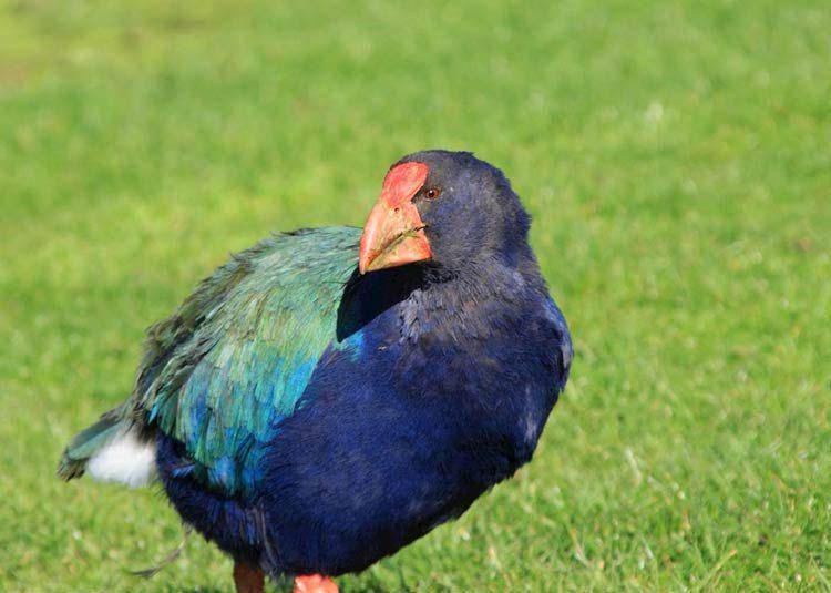 ilustrasi takahe (dinoanimals.com)