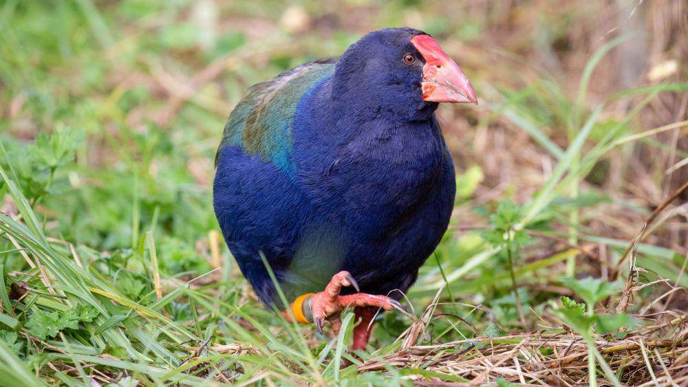 ilustrasi burung takahe (aucklandzoo.co.nz)