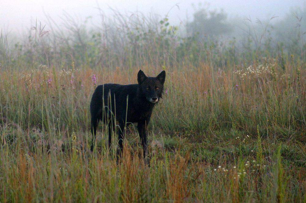 Serigala timur (commons.wikimedia.org/U.S. Fish and Wildlife Service Headquarters)