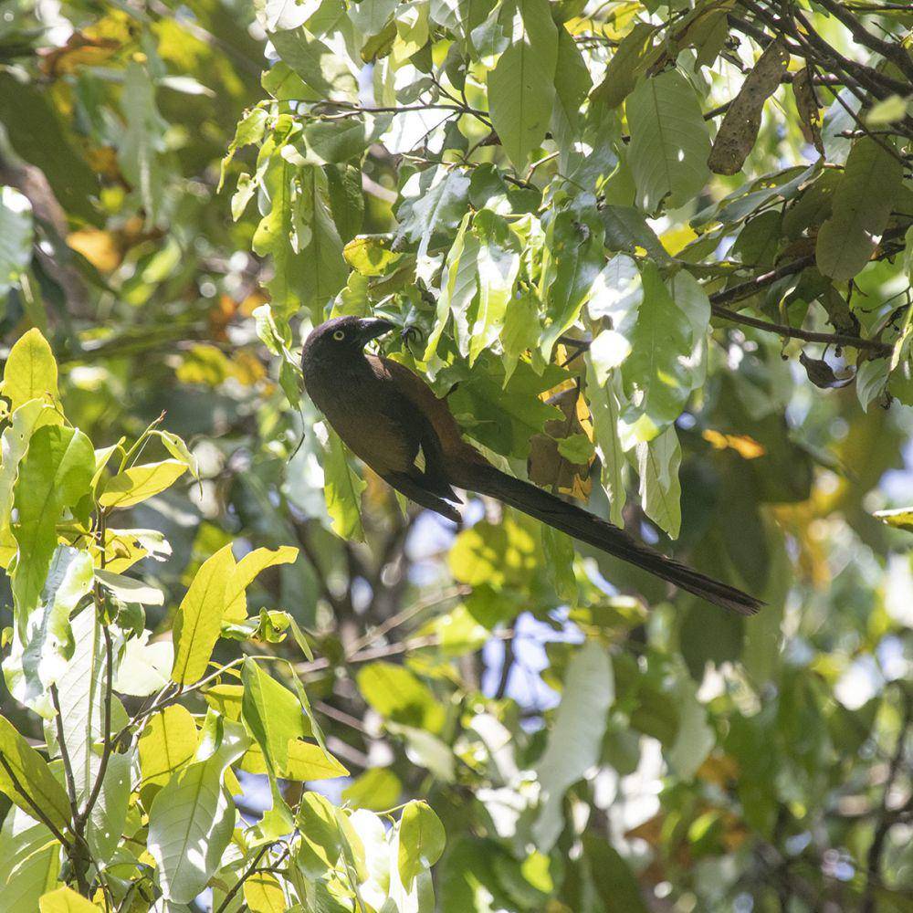ilustrasi Dendrocitta bayleii (commons.wikimedia.org/Paulmathi Vinod)