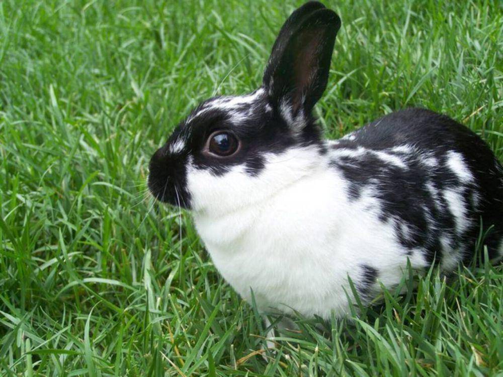 ilustrasi kelinci checkered giant (petlandflorida.com)