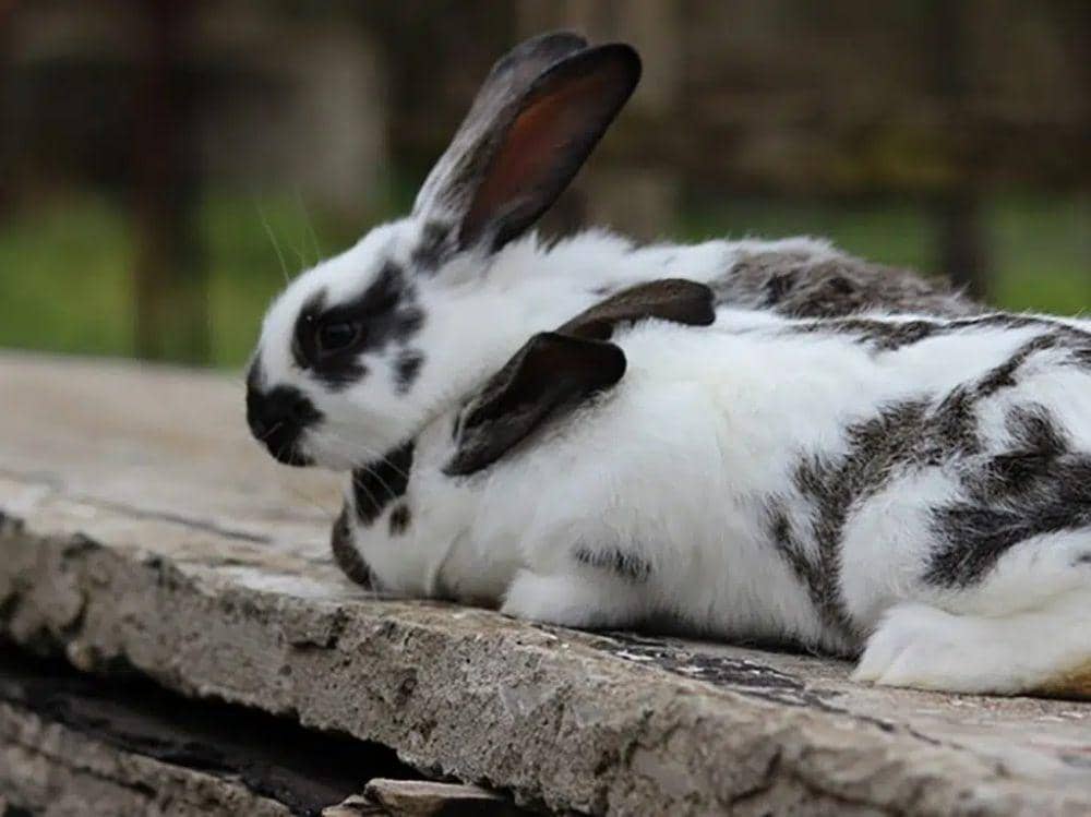 5 Fakta Kelinci Checkered Giant, Si Raksasa Berpola Hitam Pu | IDN Times
