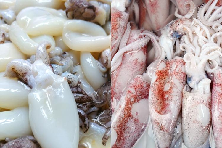 [QUIZ] Apakah Kamu Tahu Perbedaan Sotong dan Cumi-cumi?