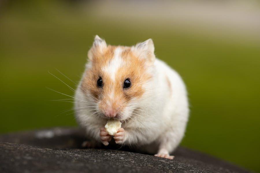 Kenapa Hamster Cepat Mati? Ini Kemungkinan Penyebabnya