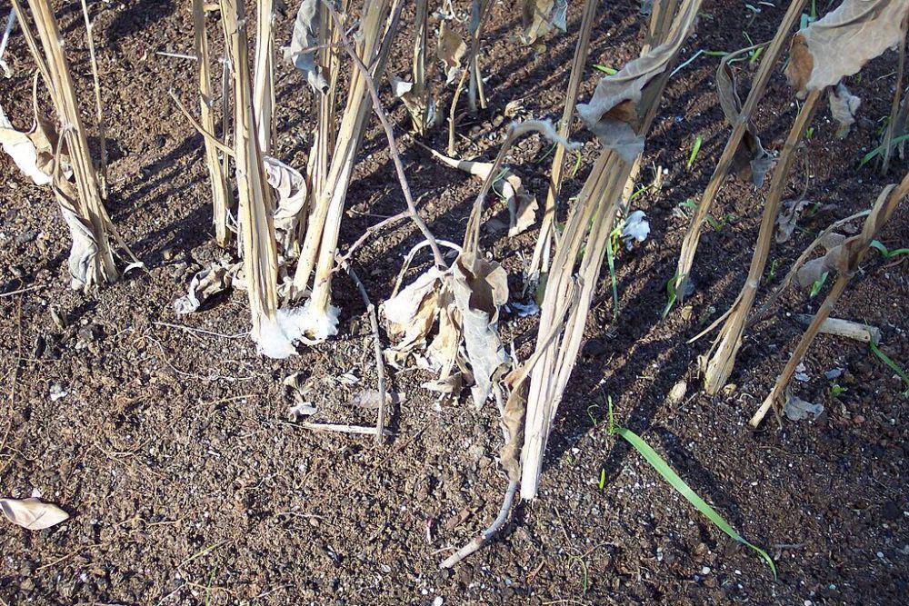 Tanaman frostweed (commons.wikimedia.org/Cillas)