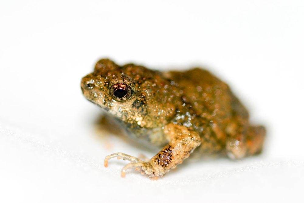 5 Fakta Unik Katak Tungara, Mampu Hidup di Berbagai Tipe Habitat