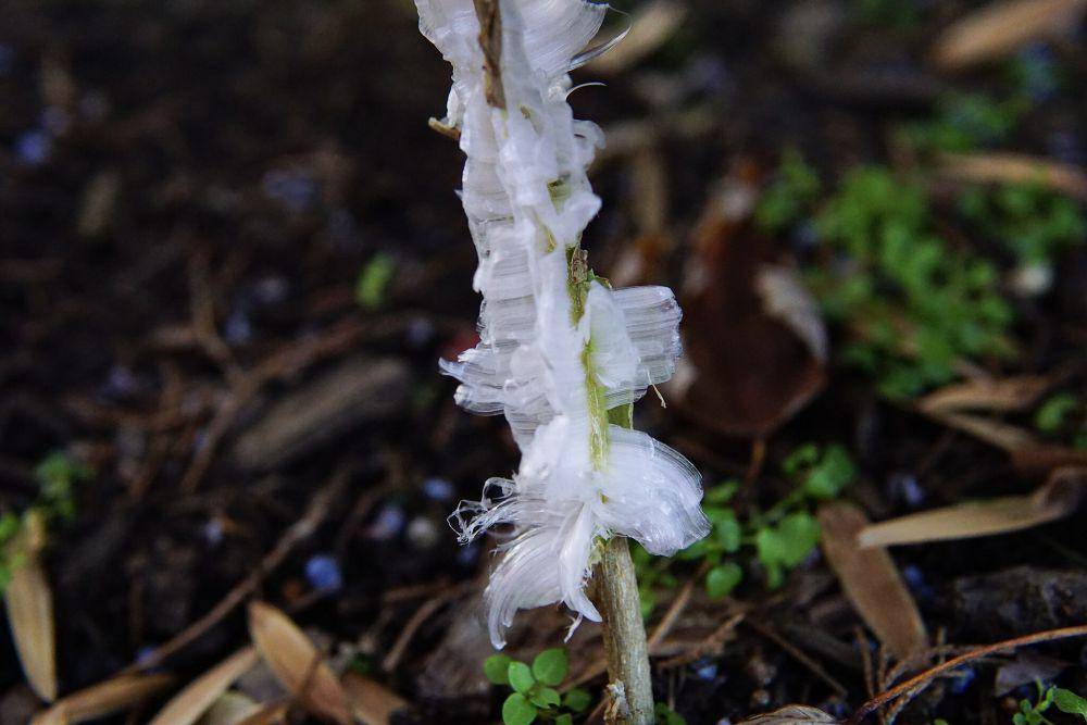 Tanaman frostweed (commons.wikimedia.org/Reportingsjr)