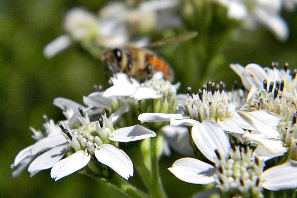 Tanaman frostweed (flickr.com/Bob Peterson)