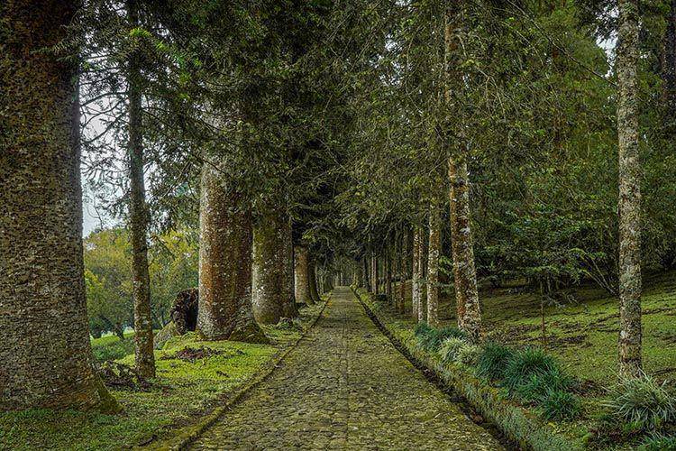Araucaria Avenue Kebun Raya Bogor (https://kebunraya.id/)