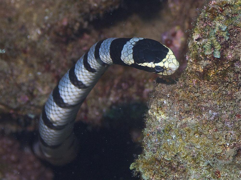 Mengenal 5 Ular Laut dari Genus Laticauda, Apakah Berbisa?