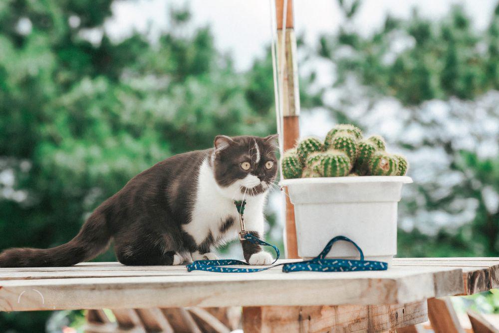 7 Sukulen dan Kaktus yang Aman dan Gak Beracun untuk Kucing