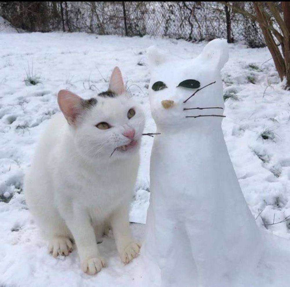 foto boneka salju kucing (reddit.com/TheNamesClove)
