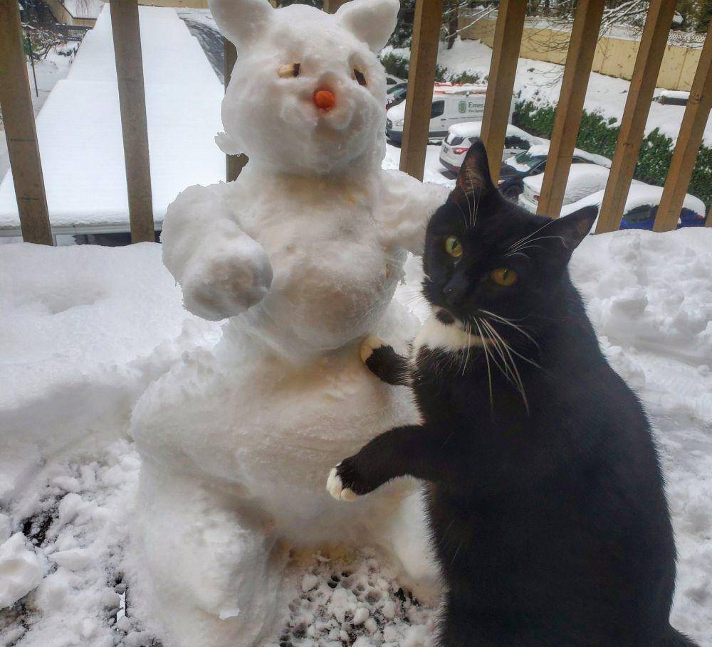 foto boneka salju kucing (x.com/Cat_Cosplay)