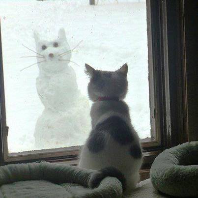 foto boneka salju kucing (x.com/NoCatsNoLife_m)