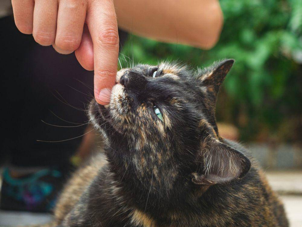 ilustrasi kucing sedang menggigit (unsplash.com/Herman Delgado)