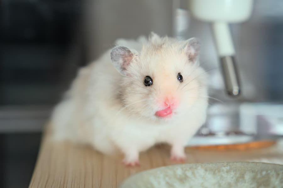 Kenapa Hamster Memakan Anaknya Sendiri? Ini Penyebabnya