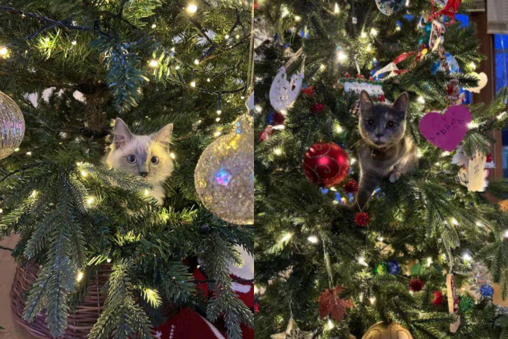 kolase foto lucu kucing sembunyi di pohon natal (reddit.com/harrymilerr I reddit.com/ranting_chef)