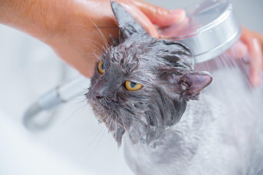 Kucing Mandi Berapa Kali? Berikut Frekuensi Idealnya
