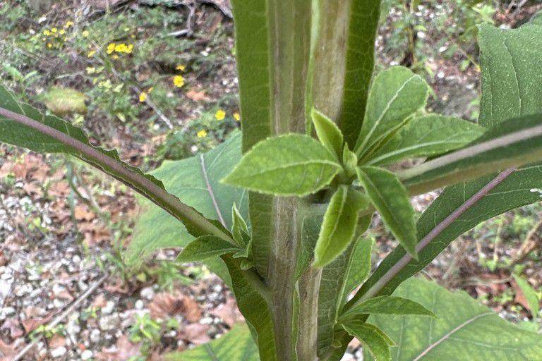 Tanaman frostweed (inaturalist.org/Cyrus Harp)