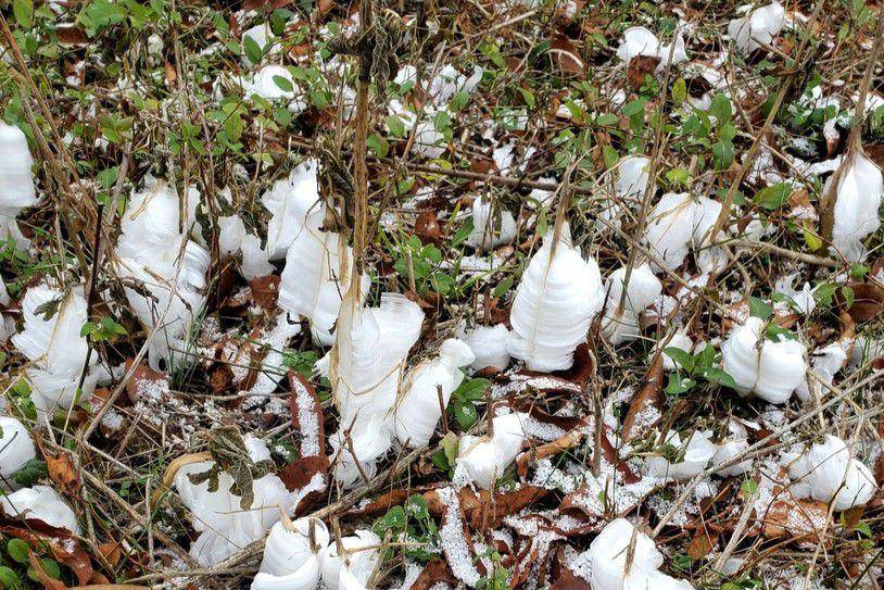 Tanaman frostweed (inaturalist.org/Terri Koontz)