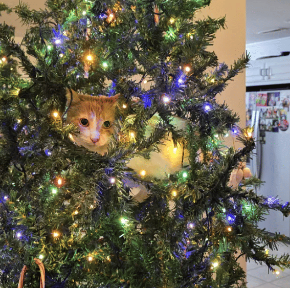 foto lucu kucing sembunyi di pohon natal (reddit.com/BigWilsonian)