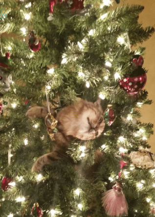 foto lucu kucing sembunyi di pohon natal (reddit.com/WhyNotZoidbergPls)