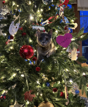 foto lucu kucing sembunyi di pohon natal (reddit.com/ranting_chef)