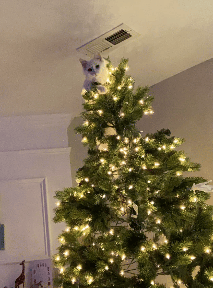 foto lucu kucing sembunyi di pohon natal (reddit.com/missGuac)