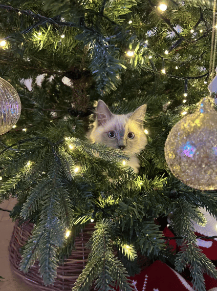 foto lucu kucing sembunyi di pohon natal (reddit.com/harrymilerr)