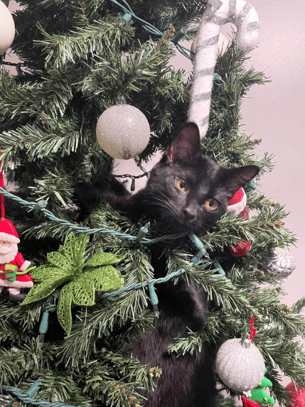 foto lucu kucing sembunyi di pohon natal (reddit.com/quizno1615)