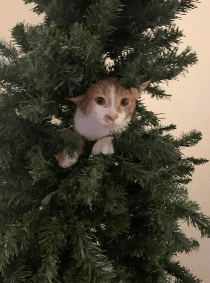 foto lucu kucing sembunyi di pohon natal (reddit.com/pardonmytits27)