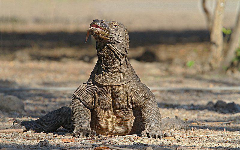 Kenapa Komodo Dijuluki Naga? Ada Fakta Unik di Baliknya!