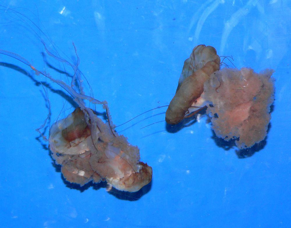 5 Fakta Pacific Sea Nettle, Nama Genus Berasal dari Mitologi Yunani