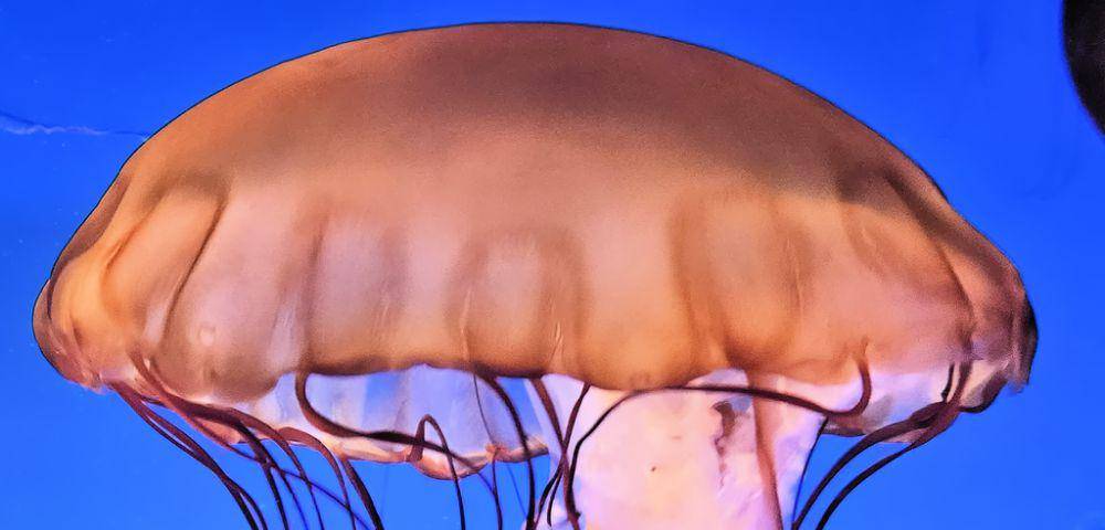 Pacific sea nettle (commons.wikimedia.org/Eric Polk)