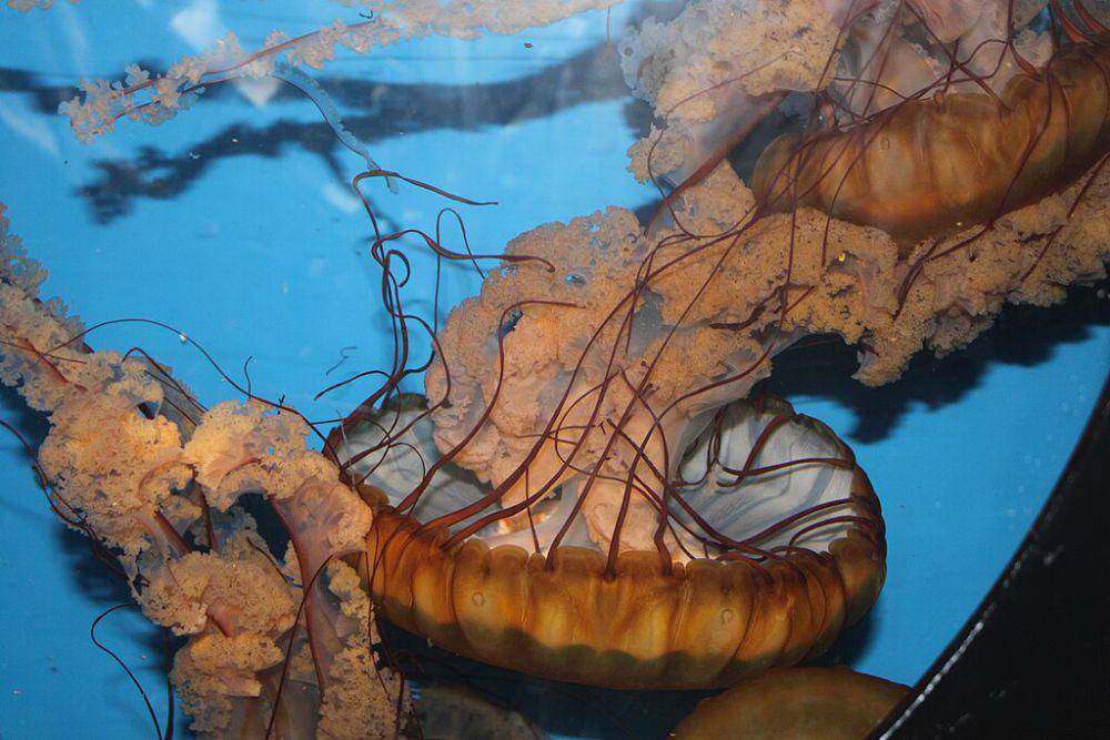 Pacific sea nettle (commons.wikimedia.org/Captain-tucker)