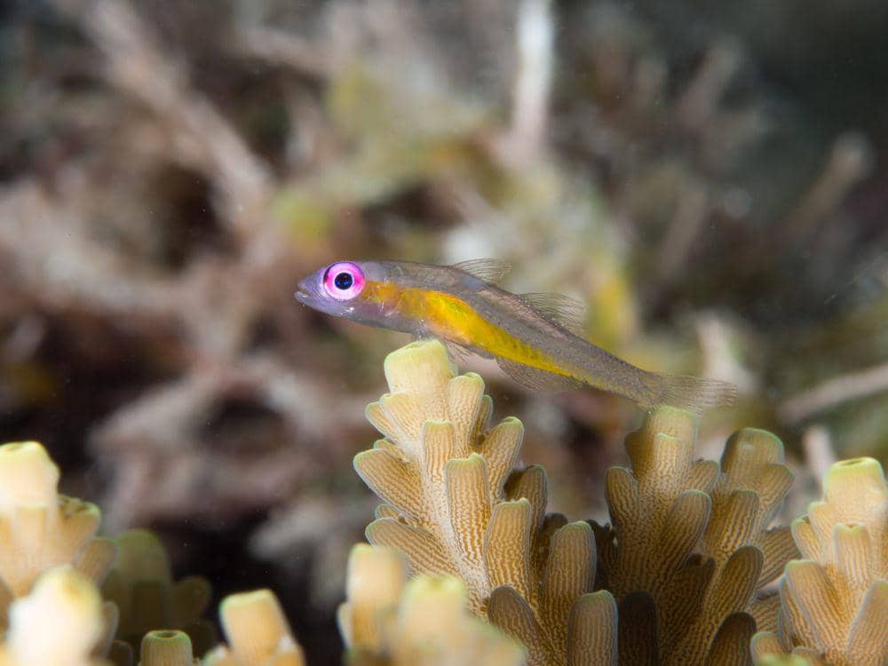 ilustrasi pink eye goby (flickr.com/chickenvsdog)