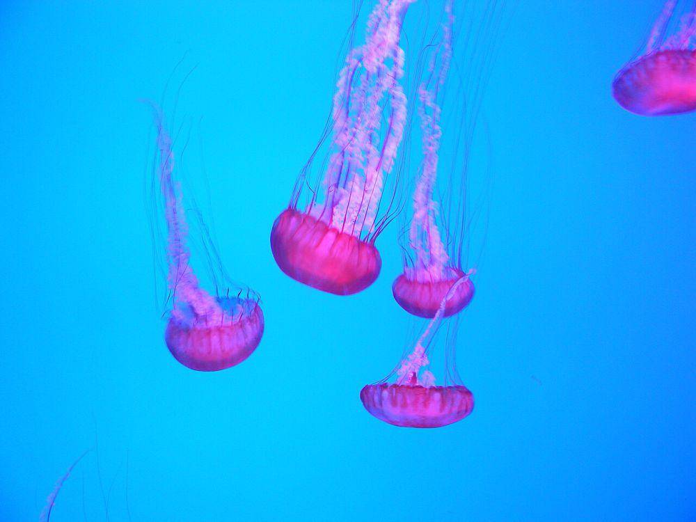 Pacific sea nettle (commons.wikimedia.org/Laslovarga)