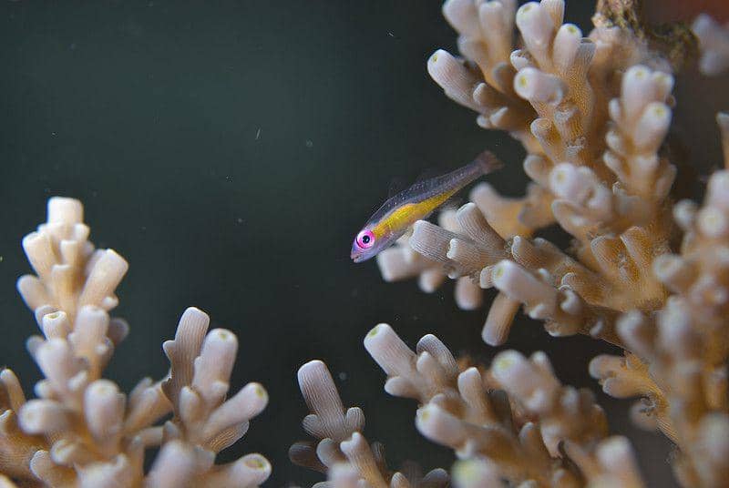 ilustrasi pink eye goby (flickr.com/kwonyee88)