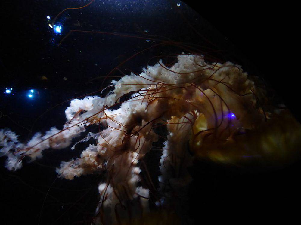 Pacific sea nettle (commons.wikimedia.org/MartinThoma)