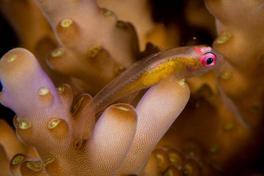 ilustrasi pink eye goby (flickr.com/Taco Cheung)