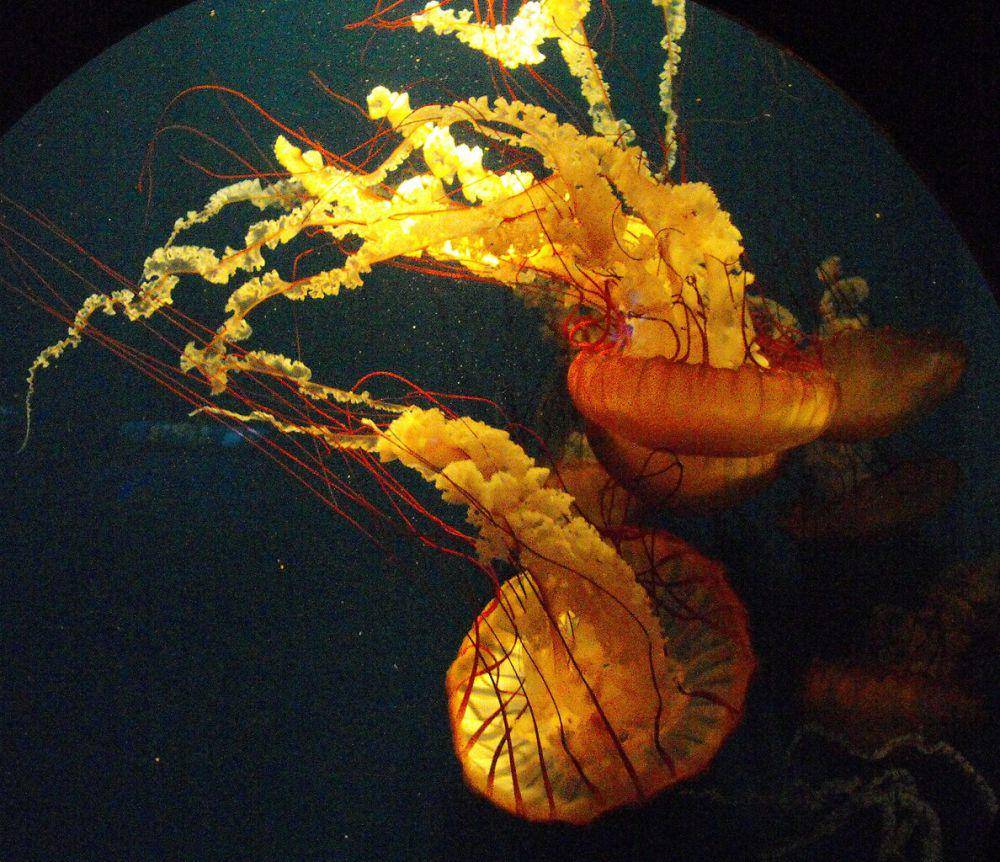 Pacific sea nettle (commons.wikimedia.org/Stickpen)