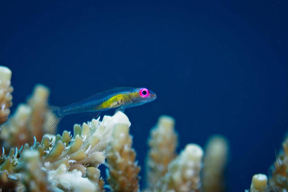 ilustrasi pink eye goby (flickr.com/Ludovic)