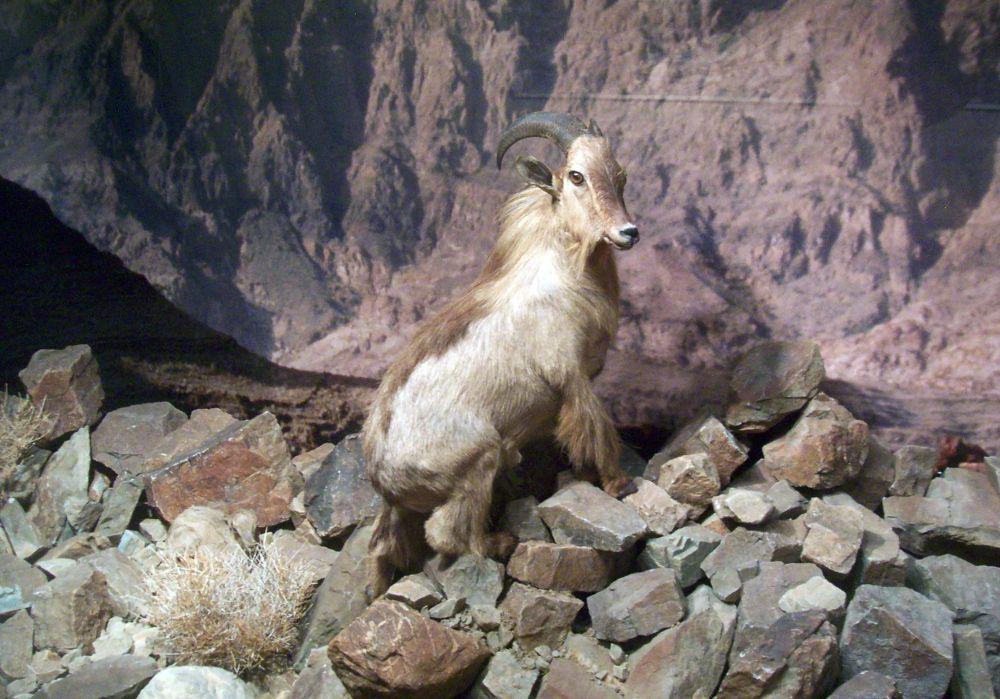 5 Fakta Arabian Tahr, Spesies Terkecil Tahr yang Hidup di Tebing Curam