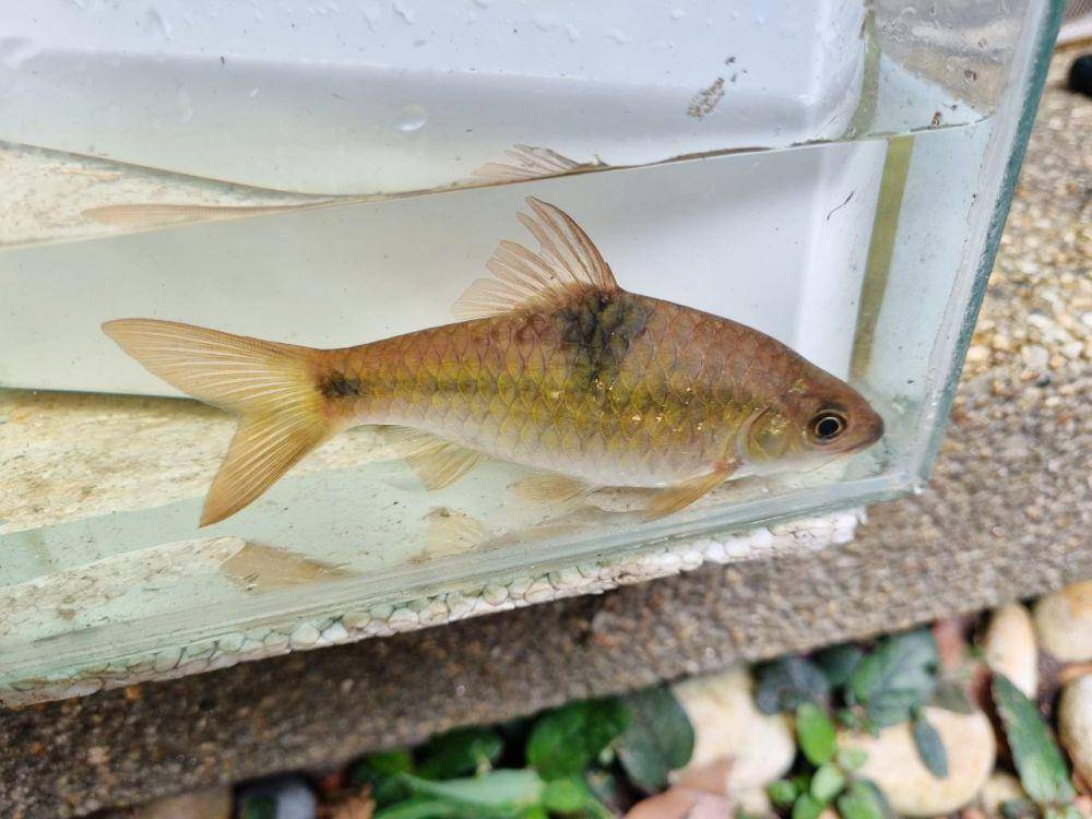 Ikan wader (commons.wikimedia.org/A.H Idham)